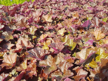 Heuchera micrantha "Palace Purple" - (Purpurglöckchen "Palace Purple"),